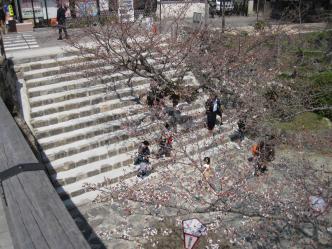 錦帯橋・桜