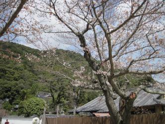 錦帯橋周辺・桜