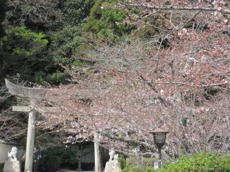 白山比咩神社・桜