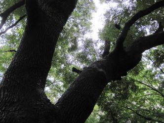 原美術館の木