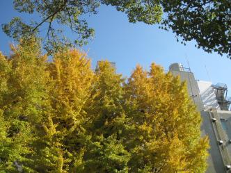 東京の紅葉